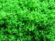 中孔海绵树粉：12＃深绿