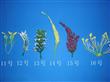 花草11-16＃